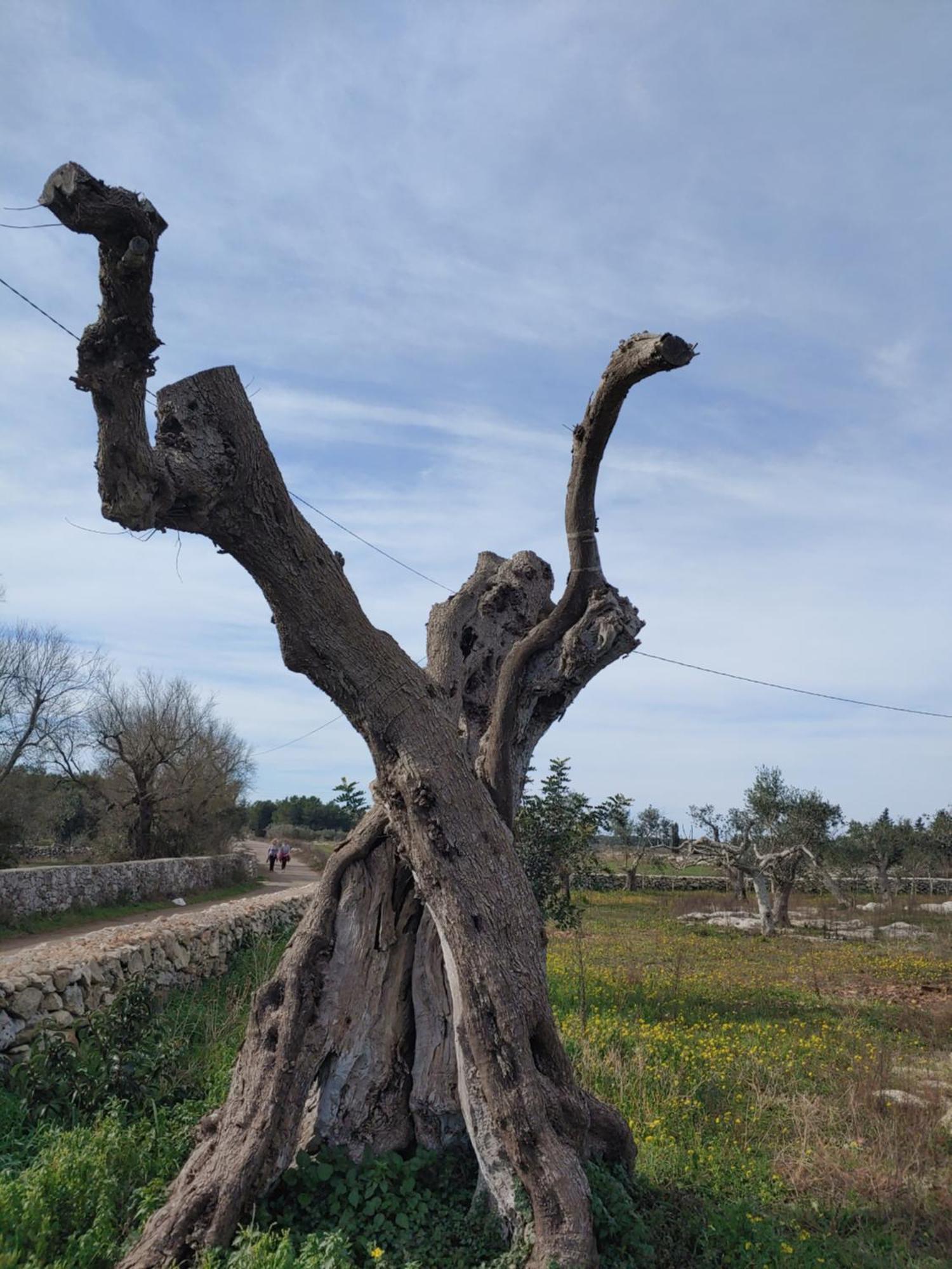 Corigliano dʼOtranto La Nicchia-Trullo 아파트 외부 사진